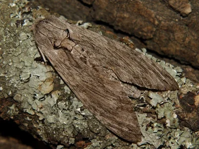 Agrius convolvuli