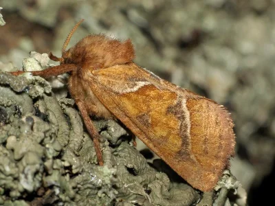Triodia sylvina