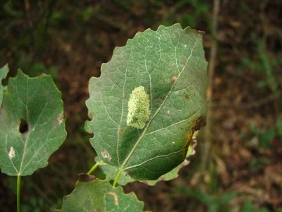 Phyllonorycter sagitella