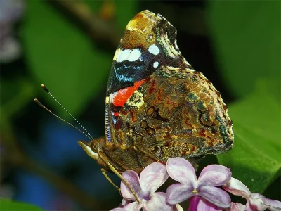Vanessa atalanta