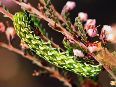 Anarta (A.) myrtilli