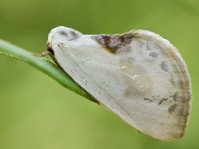 Cilix glaucata