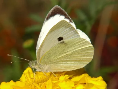 Pieris (Pieris) brassicae