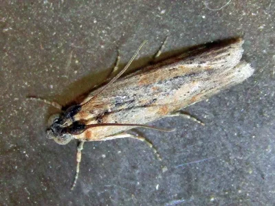 Phycita diaphana