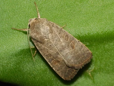 Hoplodrina ambigua
