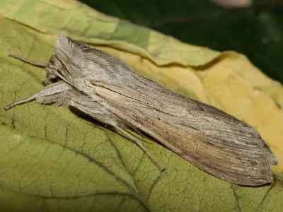 Cucullia umbratica