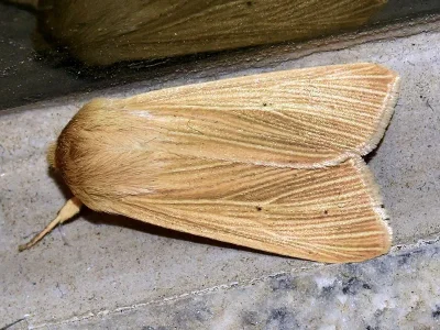 Mythimna (Mythimna) pallens
