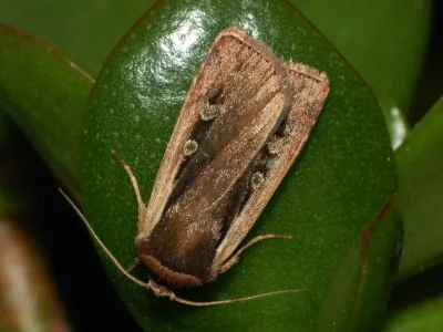 Ochropleura plecta