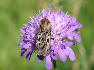 Chersotis alpestris