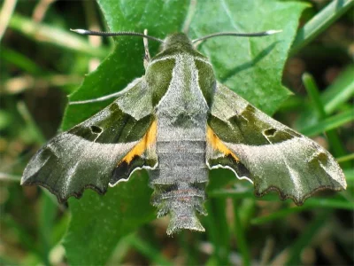 Proserpinus proserpina