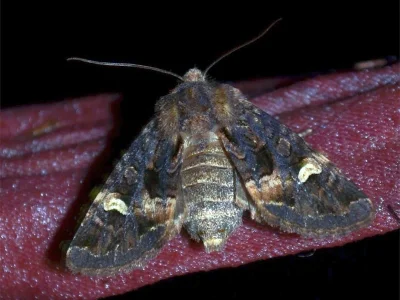 Rileyiana fovea