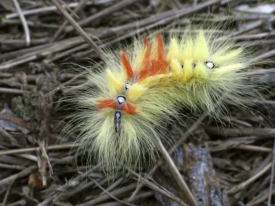 Acronicta (A.) aceris