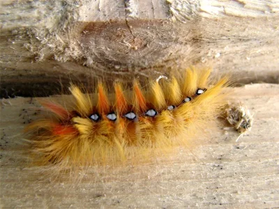 Acronicta (A.) aceris