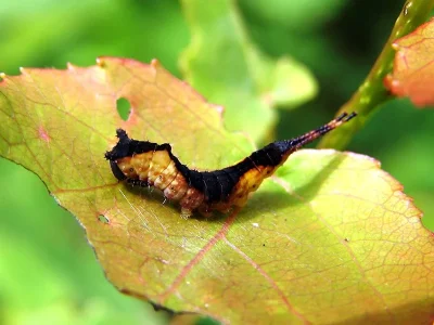 Cerura (Apocerura) erminea