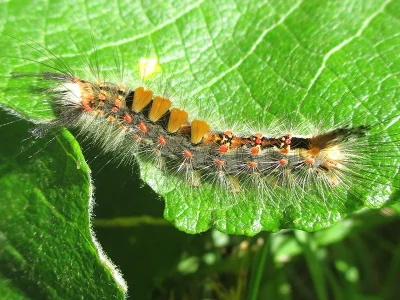 Orgyia (Orgyia) antiqua