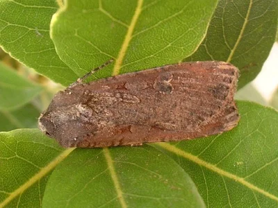 Peridroma saucia