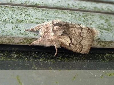 Trichiura crataegi