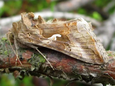 Autographa gamma