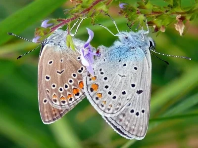 Polyommatus (Plebicula) amandus