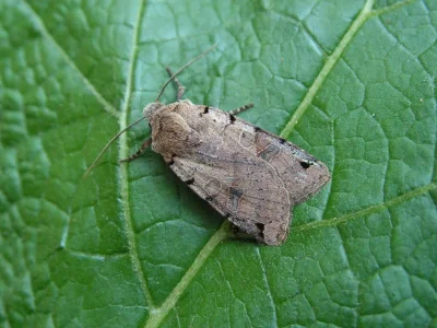 Agrochola (Anchoscelis) litura