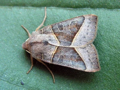 Mesogona oxalina