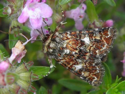 Anarta (Anarta) myrtilli