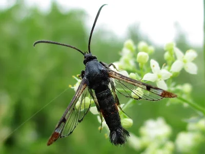 Synanthedon formicaeformis