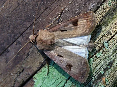 Agrotis (Agrotis) exclamationis