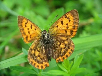 Lycaena (Heodes) virgaureae