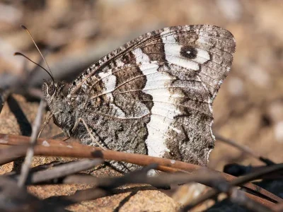 Brintesia circe