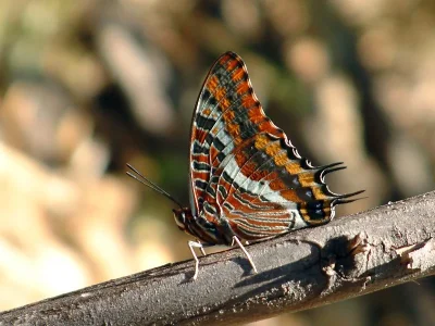Charaxes (Charaxes) jasius