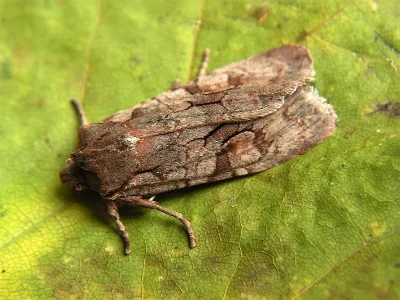 Lithophane (Lithophane) furcifera