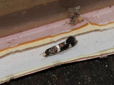 Elachista (Elachista) albifrontella