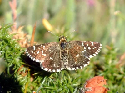 Pyrgus malvae