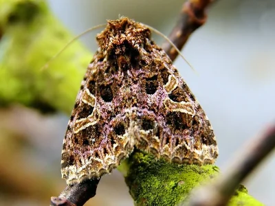 Sideridis (Aneda) rivularis