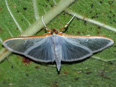Palpita vitrealis