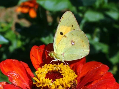 Colias croceus