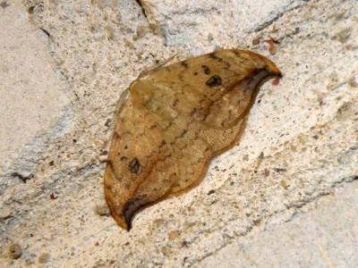 Drepana falcataria