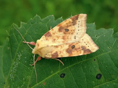 Xanthia (Cirrhia) icteritia