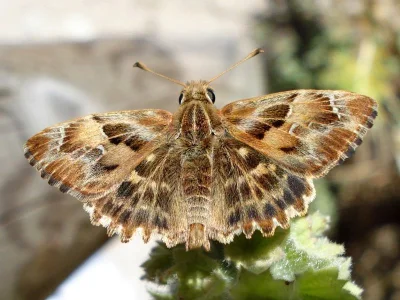 Carcharodus alceae