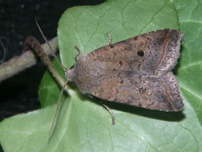 Agrochola (Leptologia) lota