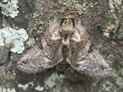 Abrostola tripartita