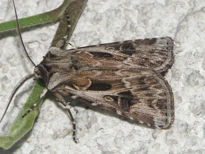 Agrotis (Agrotis) vestigialis