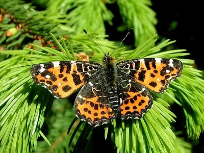 Araschnia levana
