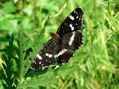 Araschnia levana
