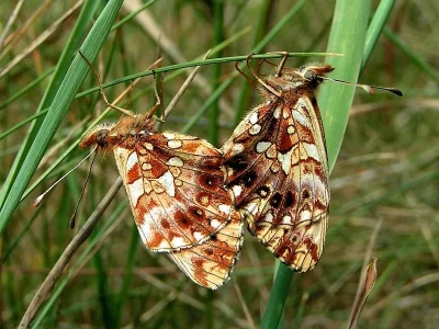 Boloria (Clossiana) dia