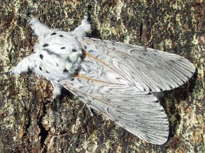 Cerura (Cerura) vinula