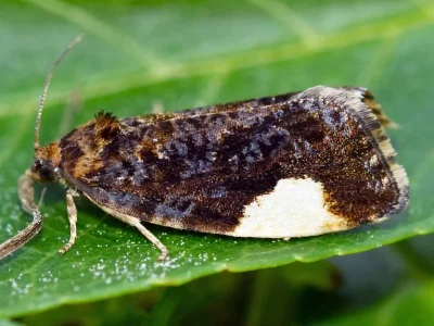 Hedya dimidiana