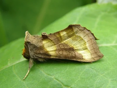 Diachrysia chrysitis