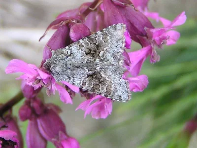 Hecatera bicolorata